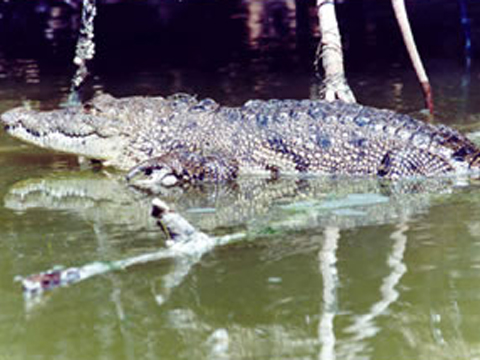 Cocodrilo de pantano