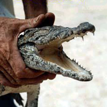 Cocodrilo de pantano