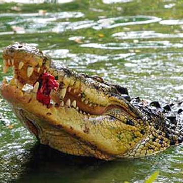 Cocodrilo de pantano