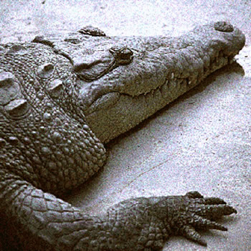 Cocodrilo de pantano