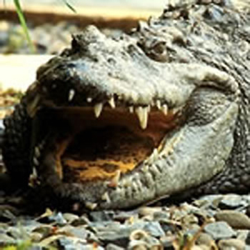 Cocodrilo de pantano