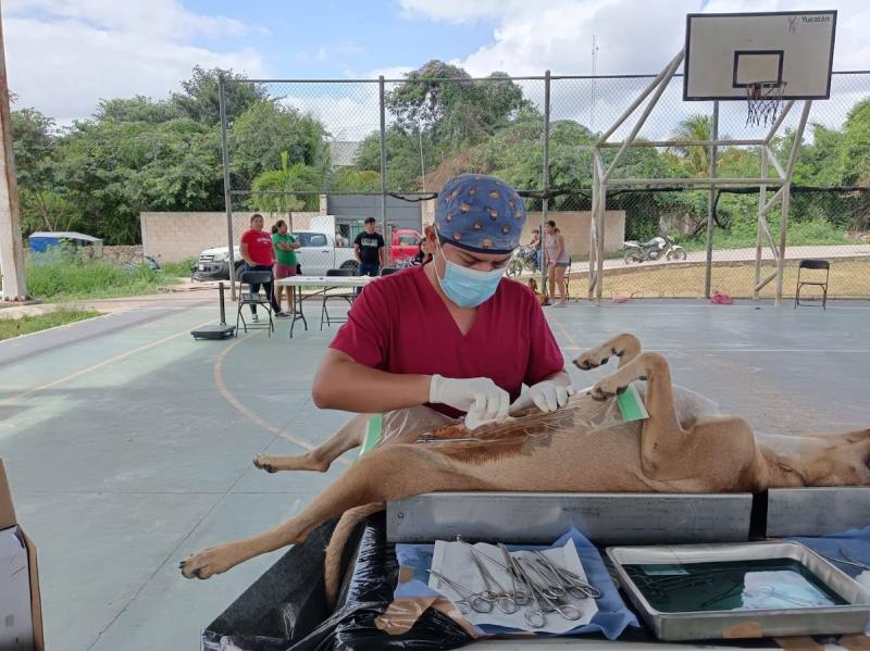Gobierno de Yucatán impulsa control responsable de mascotas