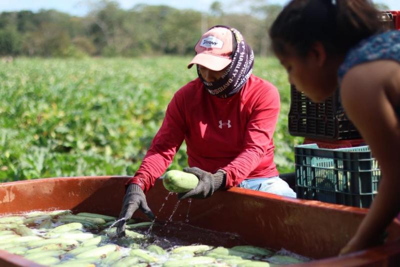 Caminos Renacimiento impulsa la movilidad productiva en Tizimín