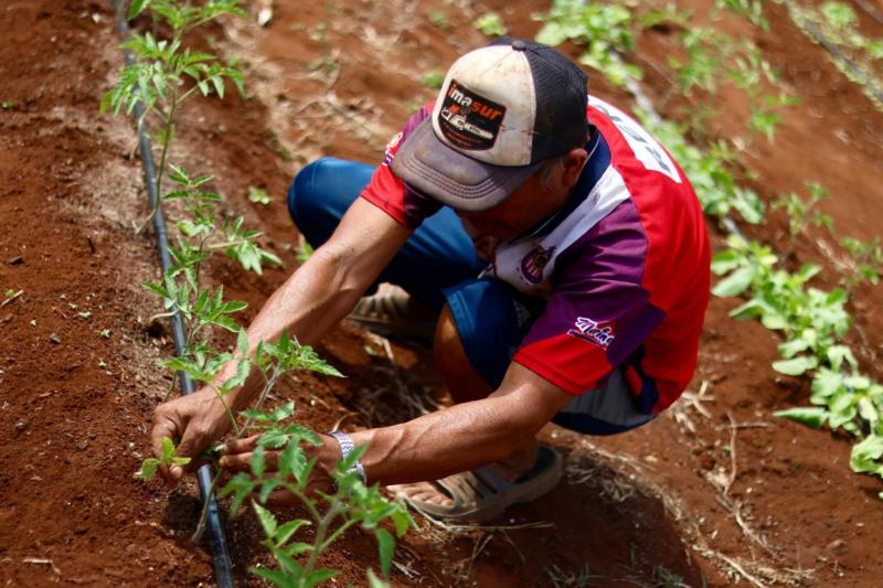 Siembran esperanza y cosechan bienestar para sus familias y el campo yucateco