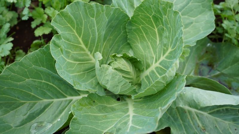 Siembran esperanza y cosechan bienestar para sus familias y el campo yucateco