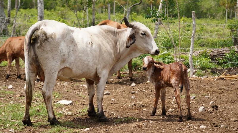 Nacen los primeros siete becerros por inseminación artificial en Yucatán