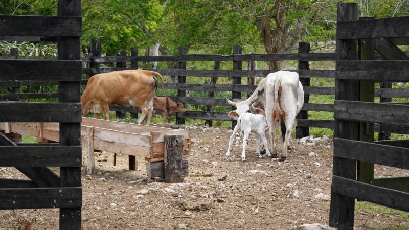Nacen los primeros siete becerros por inseminación artificial en Yucatán