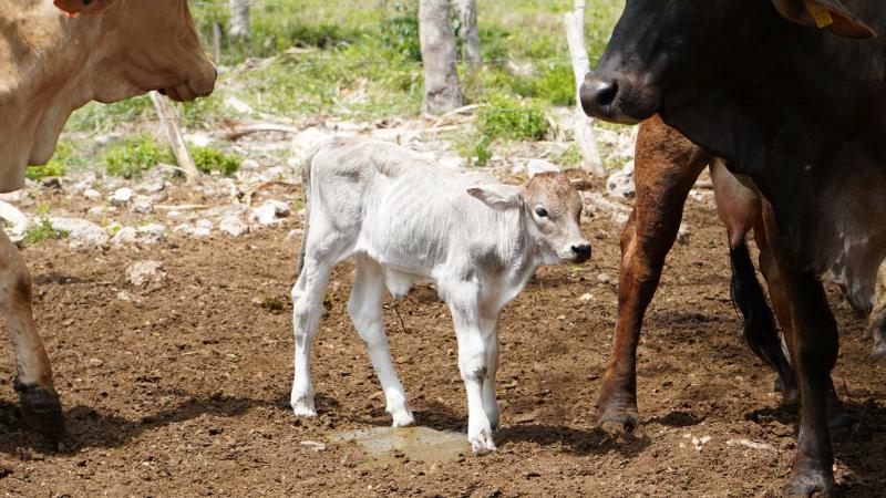 Nacen los primeros siete becerros por inseminación artificial en Yucatán