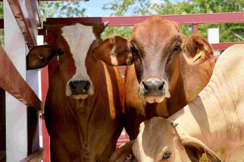 San Felipe fortalece su actividad pecuaria y recibe apoyo ante la sequía