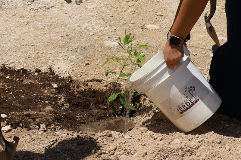 Renacimiento Verde promueve reforestación en Tepakán