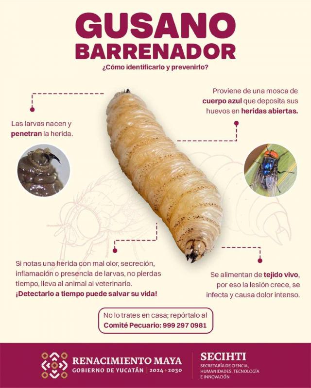 Revisión de heridas, clave para prevenir infestaciones por gusano barrenador