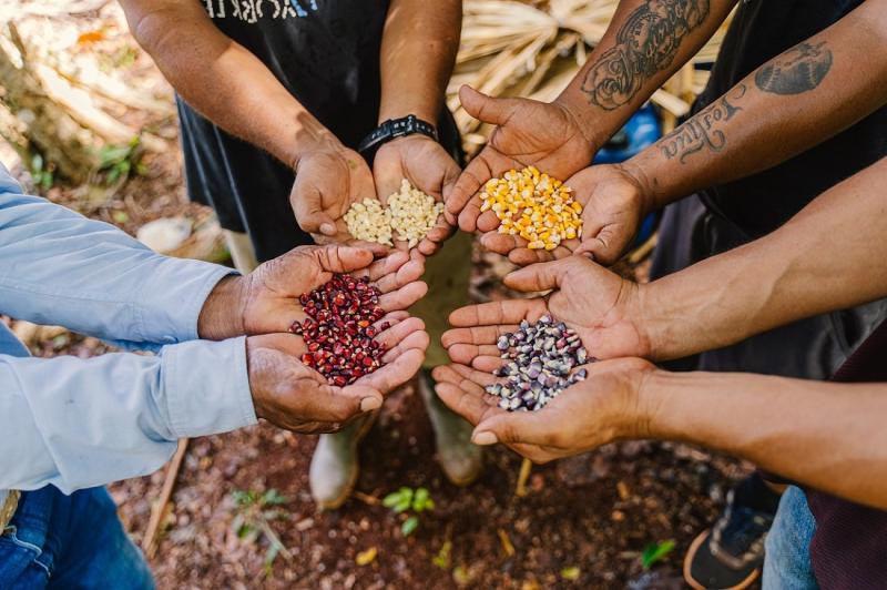 Ciencia y saber comunitario se unen para mejorar la producción de maíz nativo en Peto