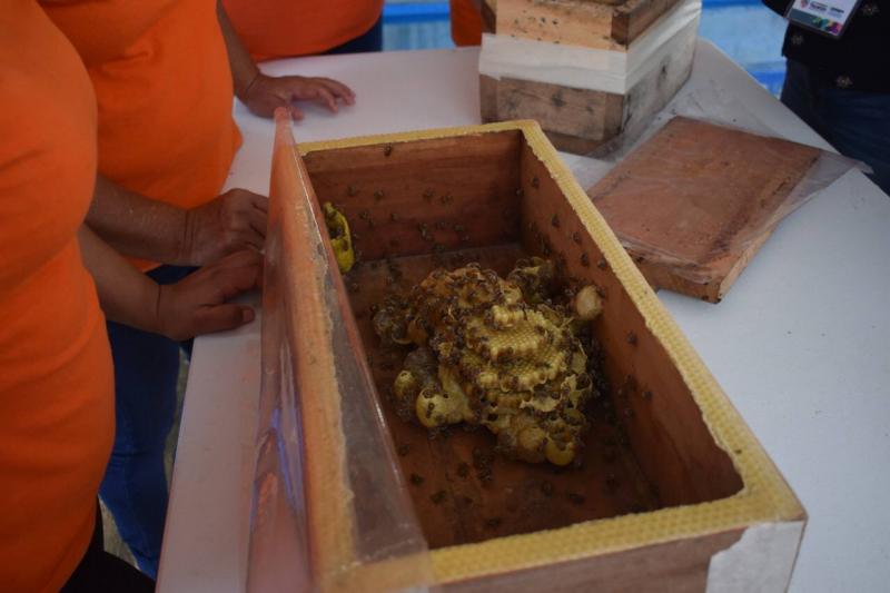 Mujeres del Cereso adquieren competencias laborales en apicultura
