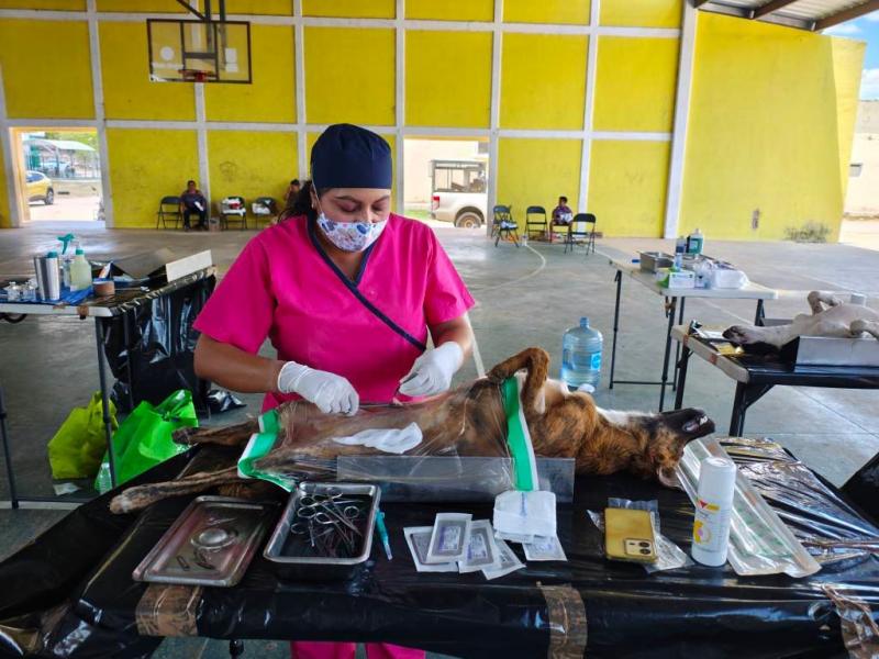 Como parte de las acciones para mejorar la calidad de vida en las comunidades y proteger a los animales de compañía, el Gobierno del Estado esterilizó de forma gratuita a más de 1,500 perros y gatos en 28 municipios de Yucatán, acciones que contribuyen a prevenir la sobrepoblación y reducir el riesg