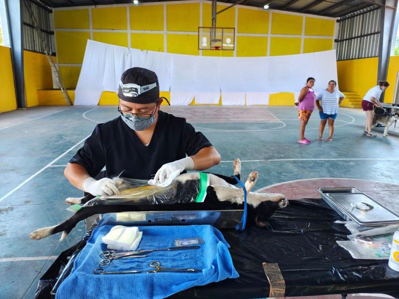 Como parte de las acciones para mejorar la calidad de vida en las comunidades y proteger a los animales de compañía, el Gobierno del Estado esterilizó de forma gratuita a más de 1,500 perros y gatos en 28 municipios de Yucatán, acciones que contribuyen a prevenir la sobrepoblación y reducir el riesg