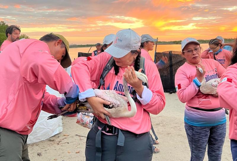 Gobierno del Estado promueve la protección del flamenco del Caribe