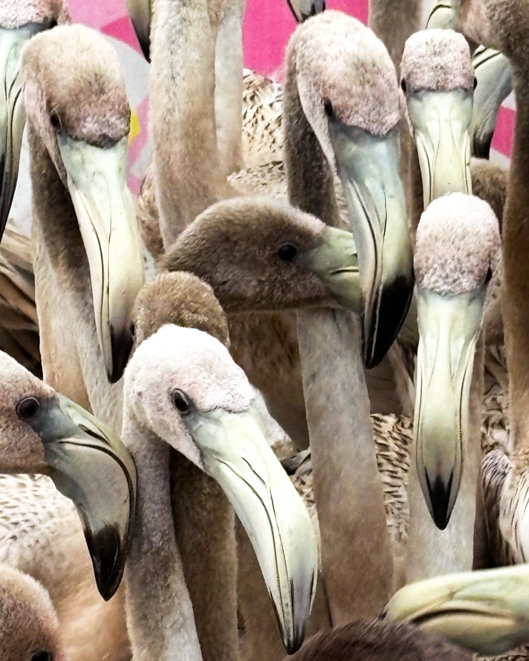 Gobierno del Estado promueve la protección del flamenco del Caribe