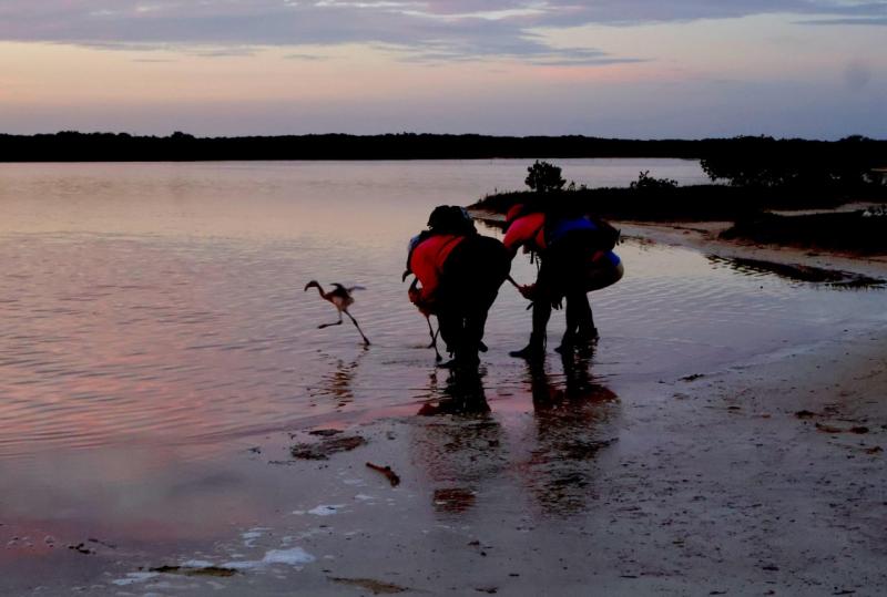 Gobierno del Estado promueve la protección del flamenco del Caribe