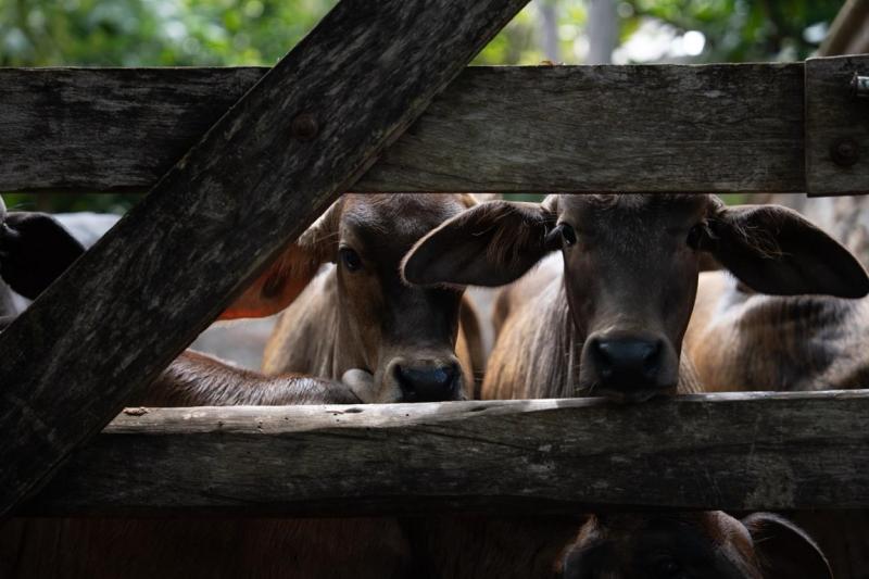 Refuerzan acciones contra el gusano barrenador con captura de murciélagos