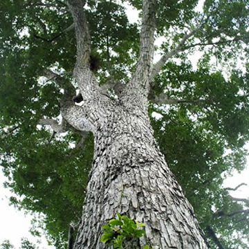 Caoba, árbol nacional