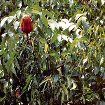 Árbol de Caoba: El 'Oro Rojo' de Quintana Roo