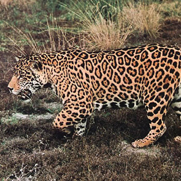 Jaguar