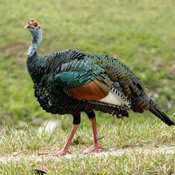 Pavo de monte