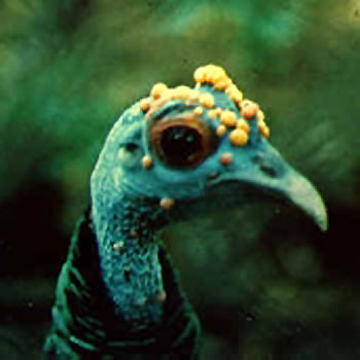 Pavo de monte