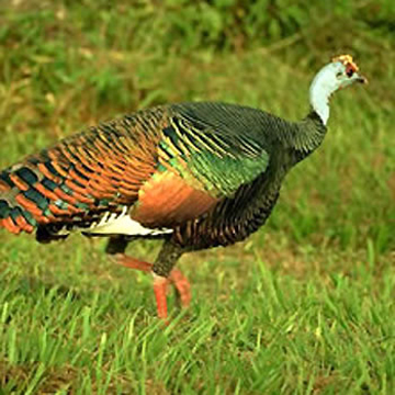 Pavo de monte