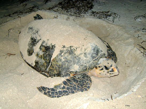 Tortuga de carey
