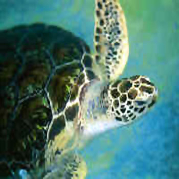 Tortuga de carey