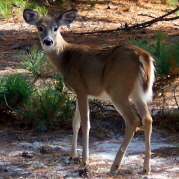 Venado de cola blanca
