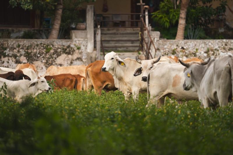 Se mantienen en guardia ante el gusano barrenador