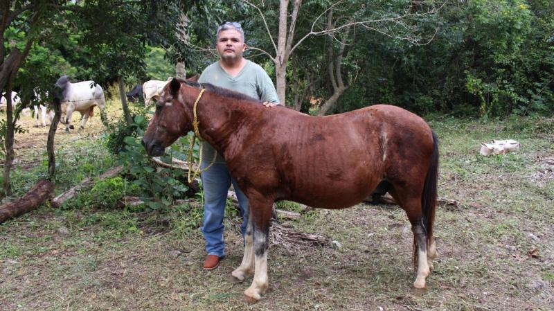 Refuerzan vigilancia y curaciones gratuitas contra gusano barrenador en Yucatán