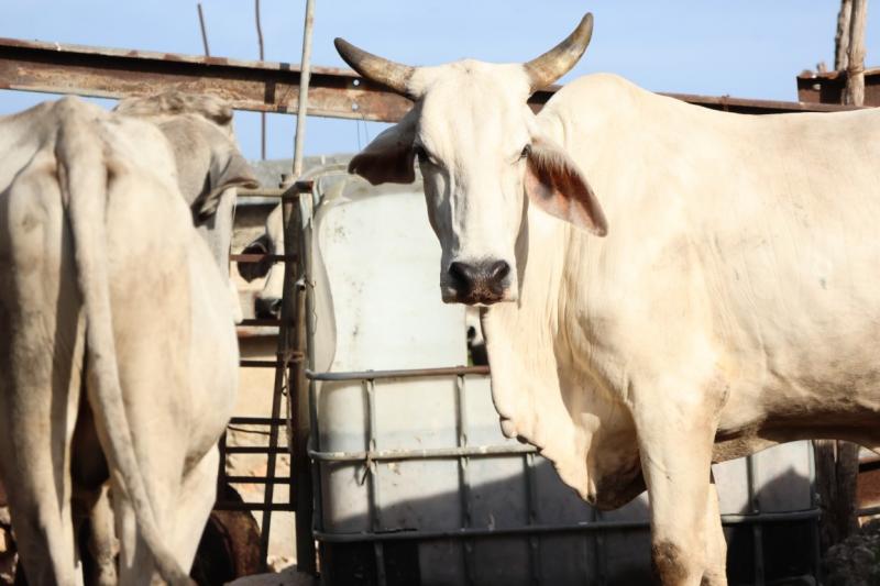 Yucatán continúa haciendo frente al gusano barrenador del ganado