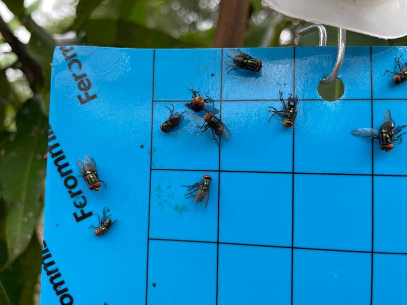 Instalan trampas para reducir la mosca del gusano barrenador