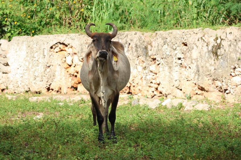 Yucatán mantiene atención oportuna contra el gusano barrenador