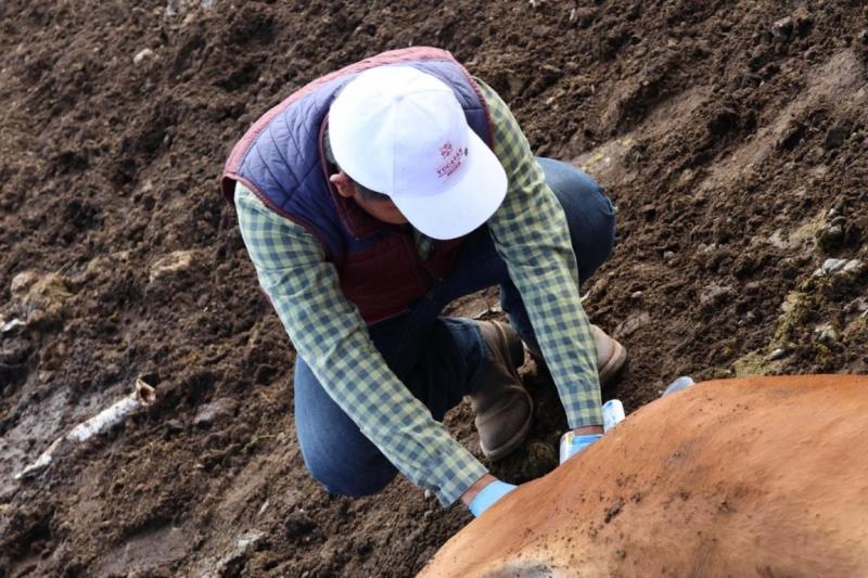 Gobierno del Estado no baja la guardia ante el gusano barrenador