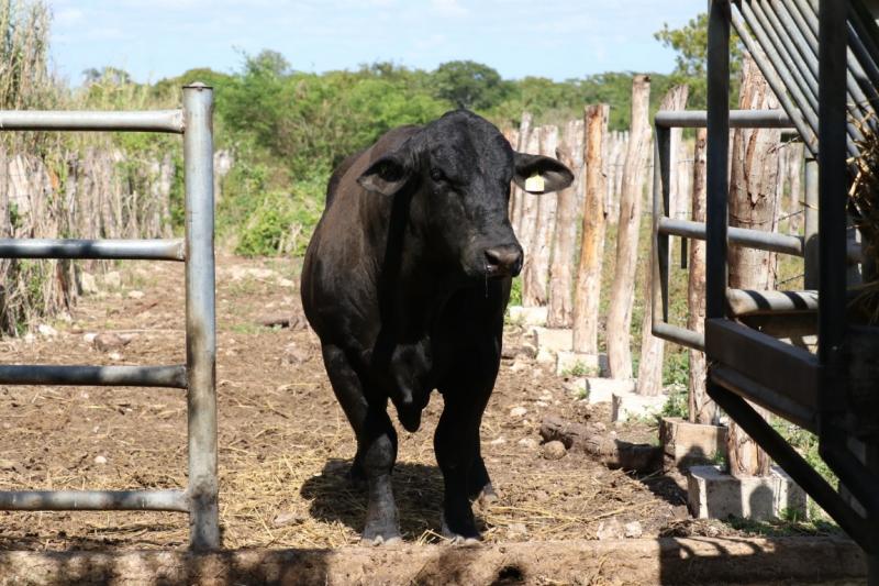 Refuerzan medidas para controlar el gusano barrenador en animales domésticos y de producción