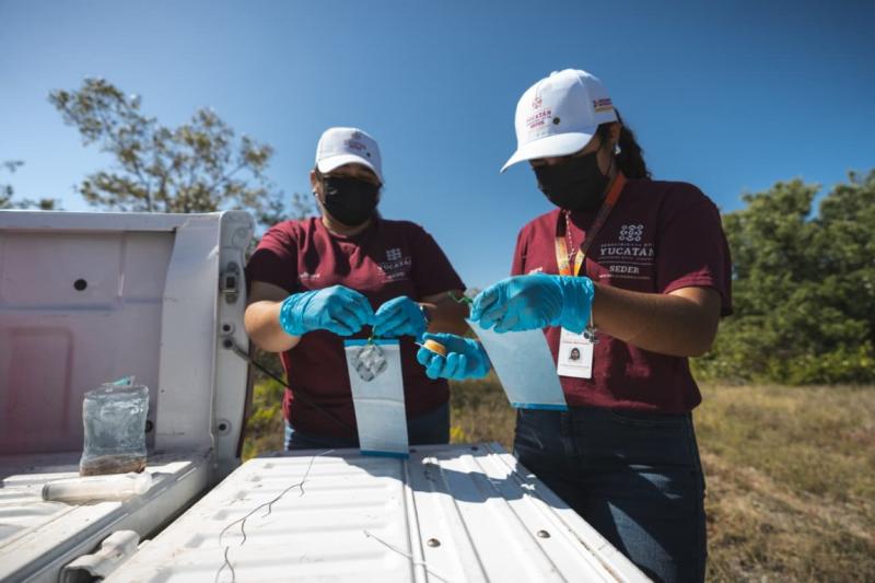 Yucatán avanza en la sanidad animal con vigilancia permanente