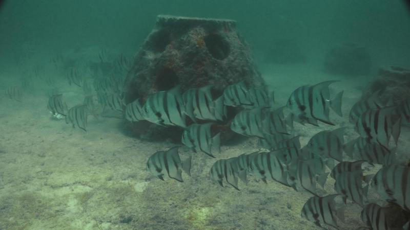 Inicia formación del primer arrecife artificial en Río Lagartos