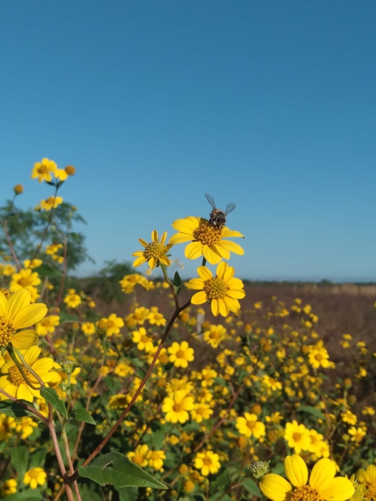 Se fortalece el diálogo científico en Yucatán