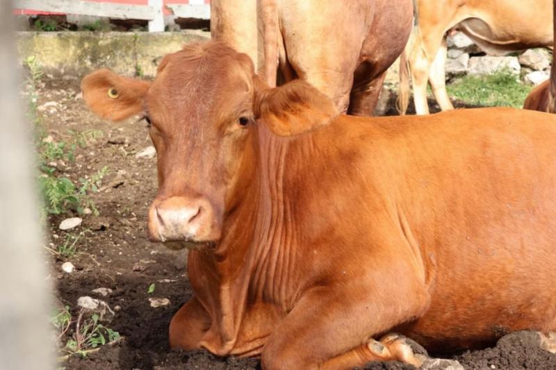 Control y prevención del gusano barrenador en Yucatán para proteger la salud animal