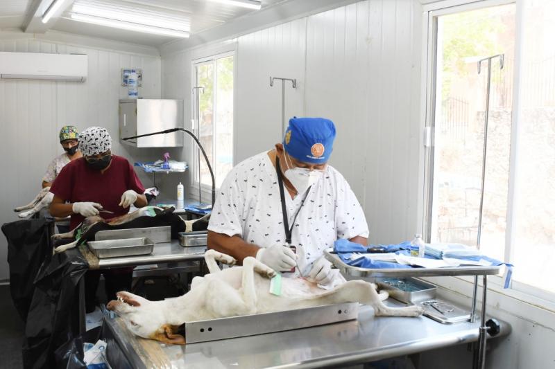 En marcha Primera Semana Nacional de Vacunación Antirrábica Canina y Felina