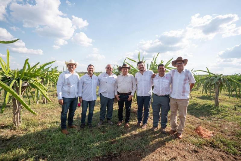 Pitahaya Valley posiciona a Yucatán como referente nacional en producción de pitahaya