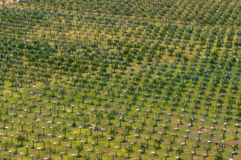 Pitahaya Valley posiciona a Yucatán como referente nacional en producción de pitahaya