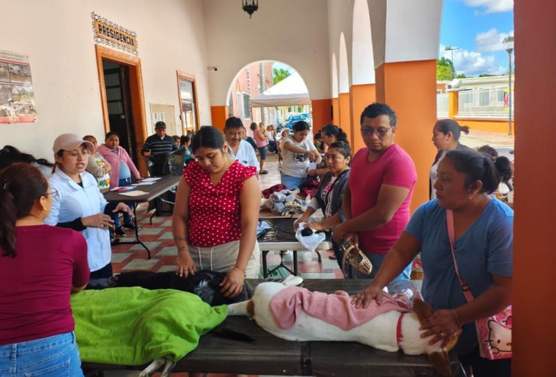Refuerza Yucatán control poblacional de perros y gatos