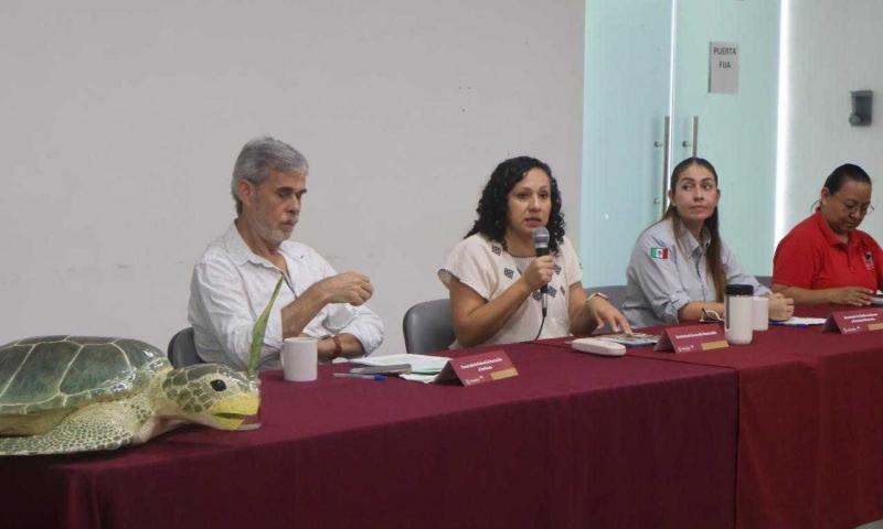 Inicia temporada de anidación de tortugas marinas con protección en 279 kilómetros de costa yucateca