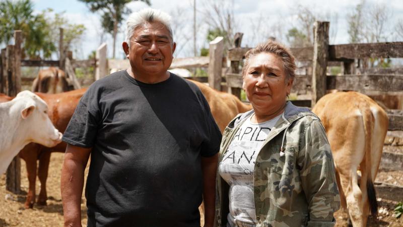 Renace la ganadería de Yucatán con el rescate de vientres