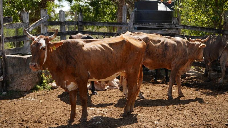 Yucatán avanza en repoblamiento ganadero con inseminación artificial